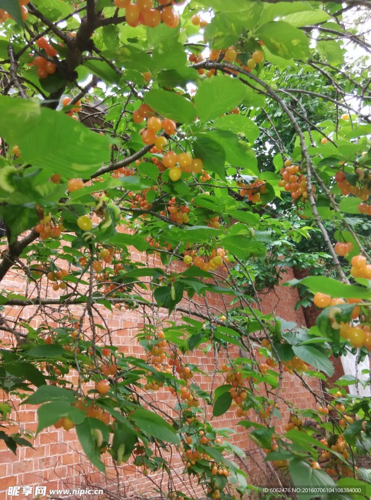 樱桃
