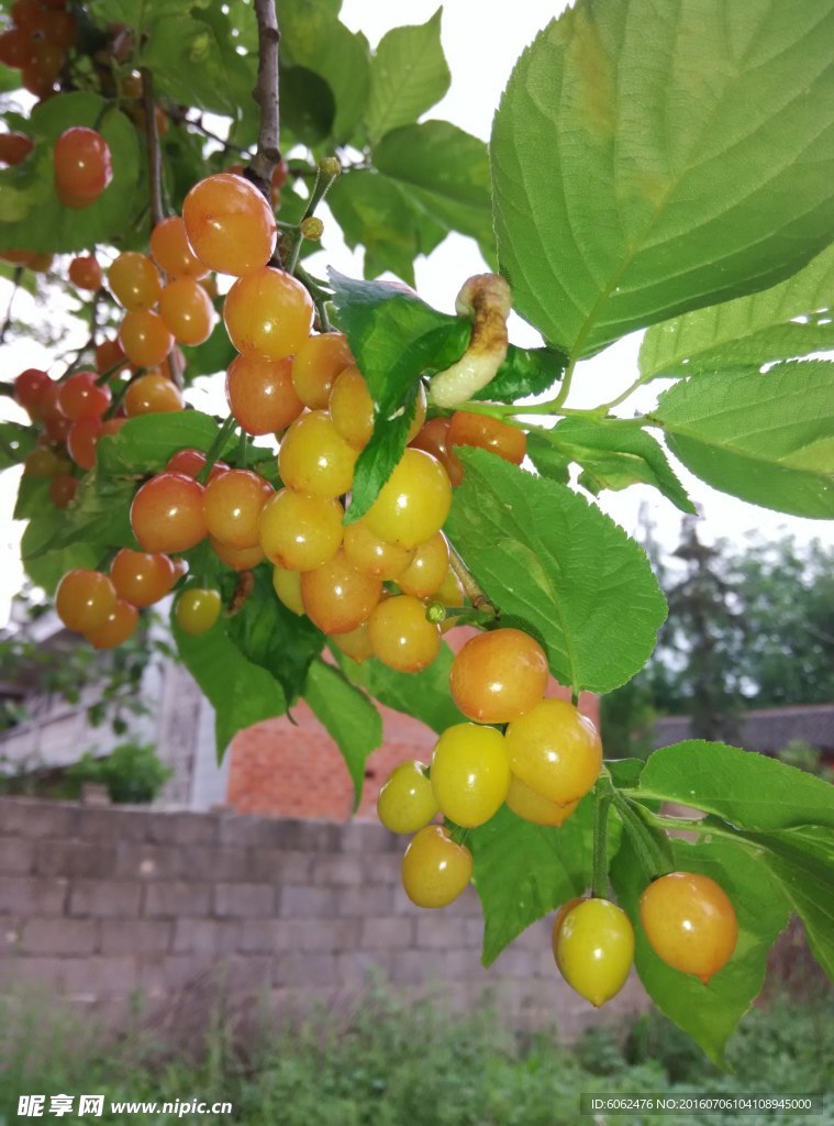樱桃