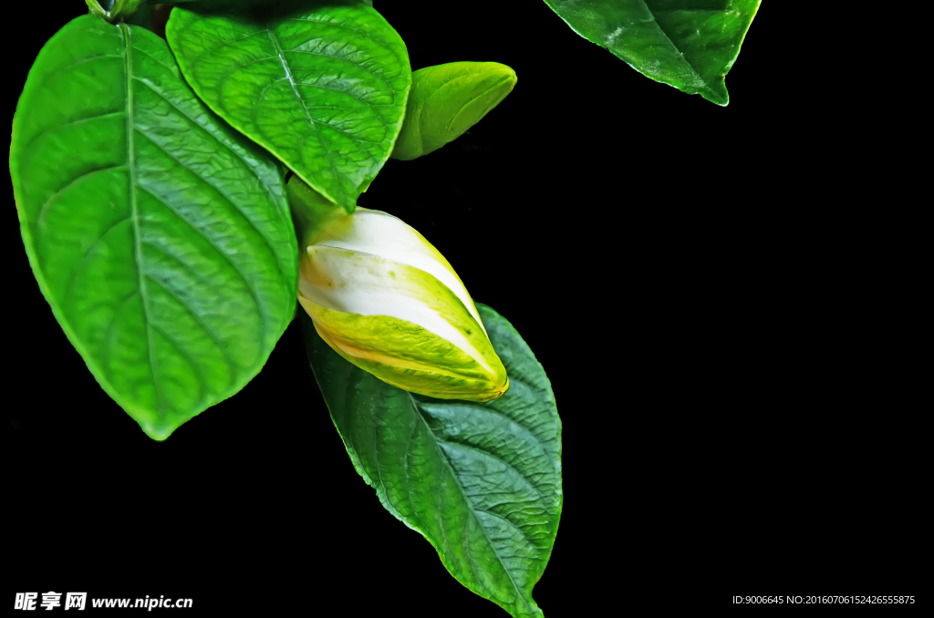 栀子花