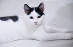 猫咪