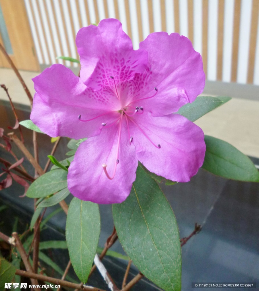 杜鹃花