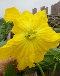 丝瓜花