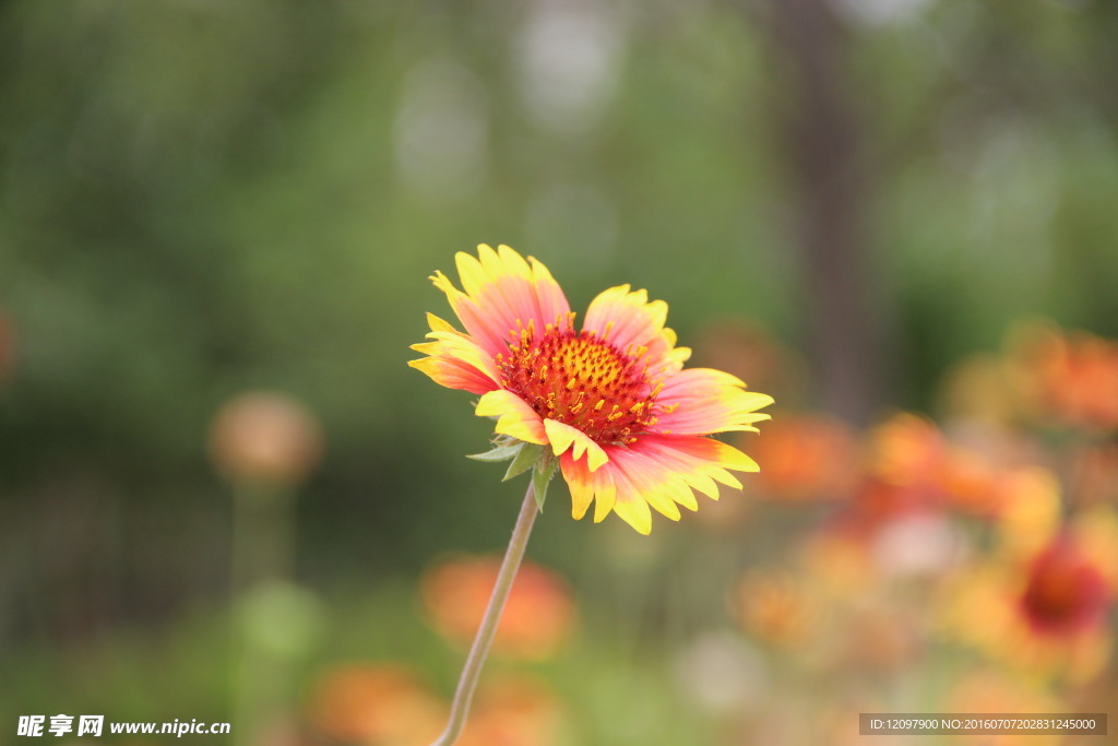 小葵花