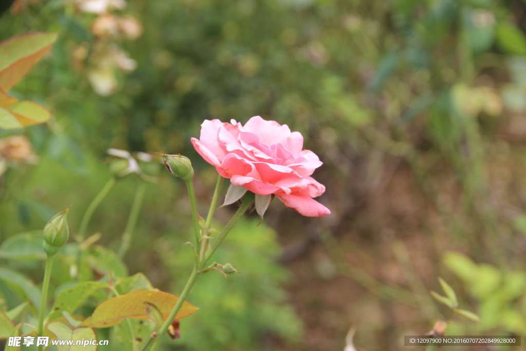 月季花开