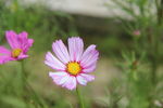小菊花