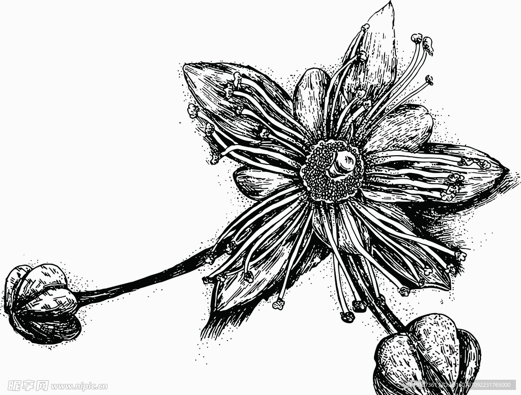 花纹 植物 图案 图腾 叶子