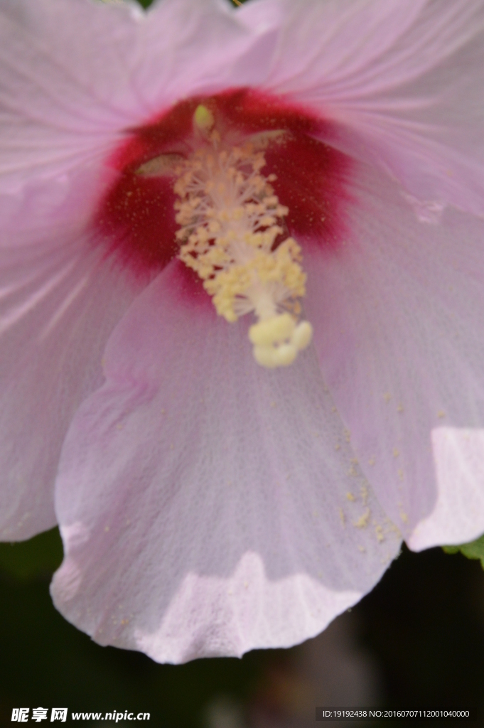 木槿花