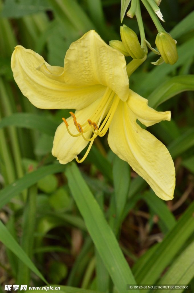 萱草