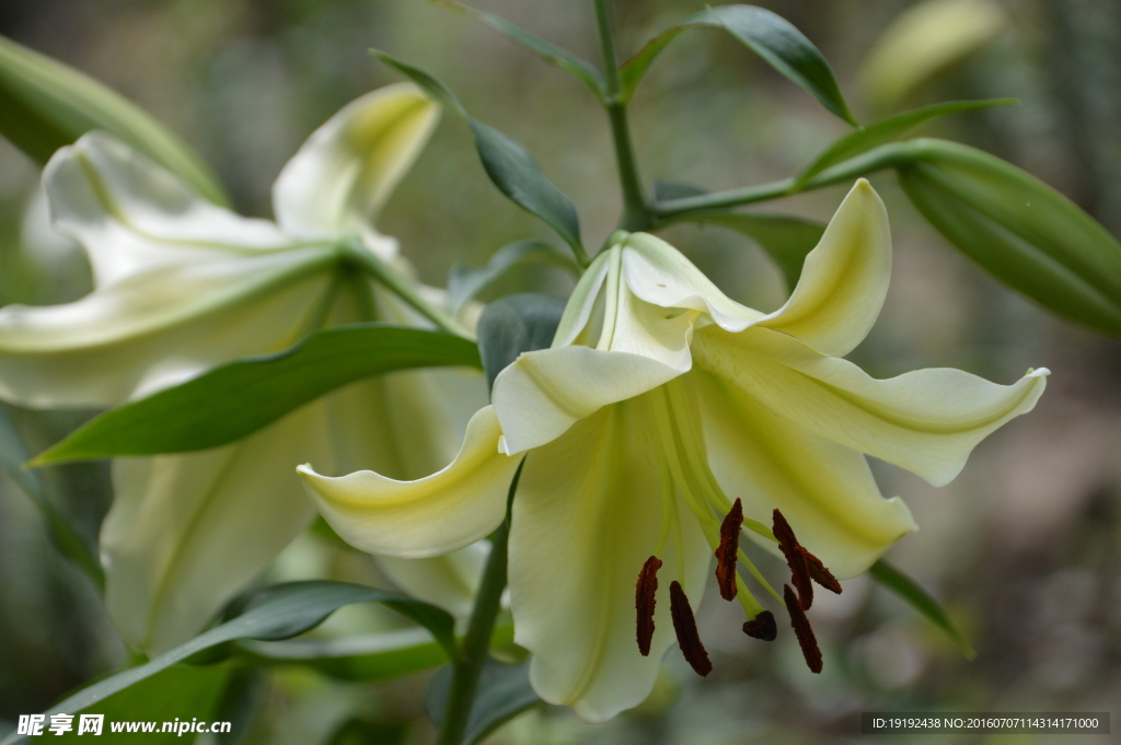 百合花