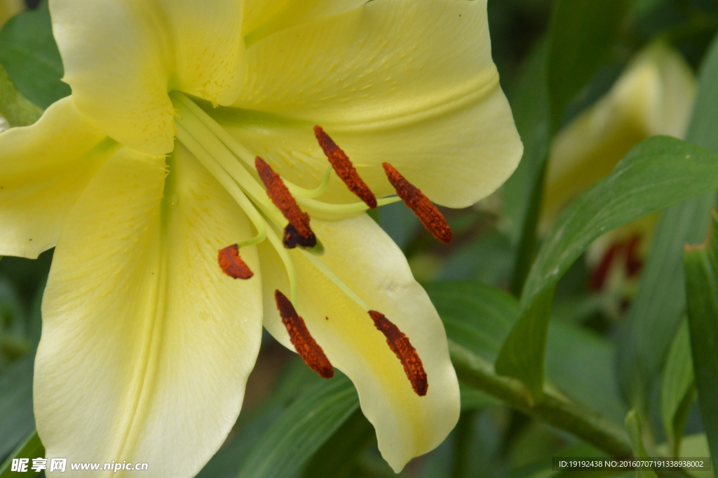 百合花