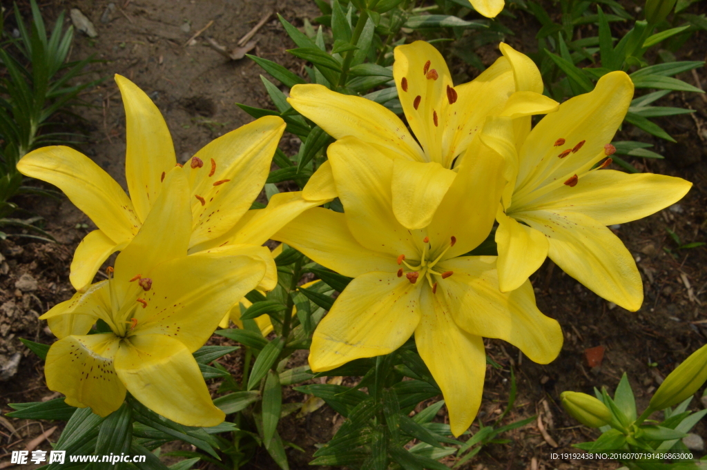百合花