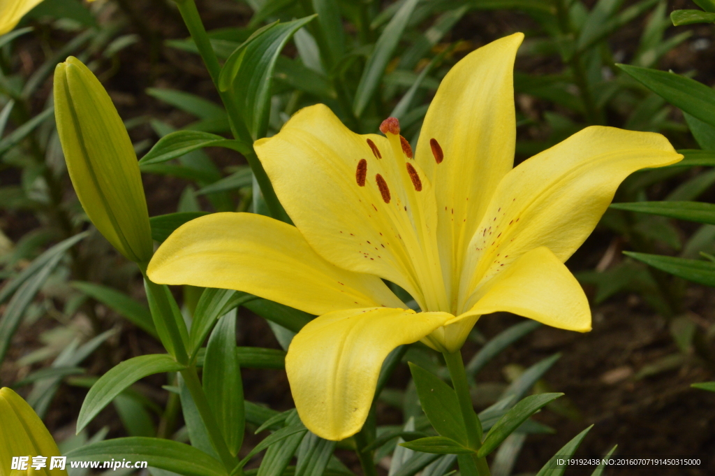 百合花