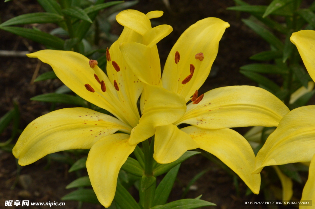 百合花