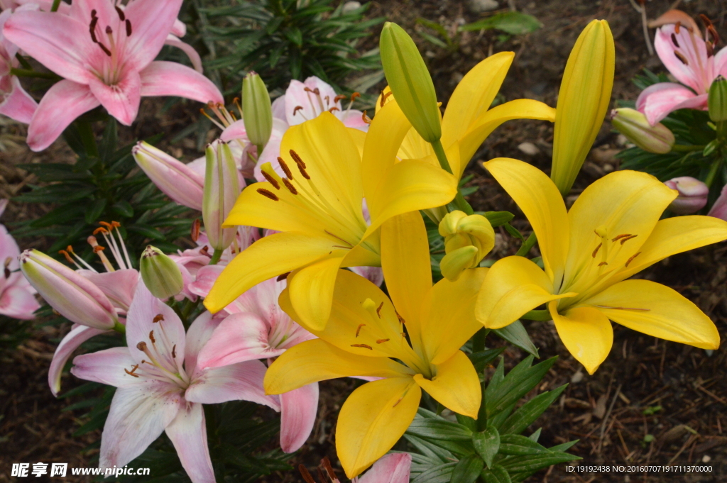 百合花
