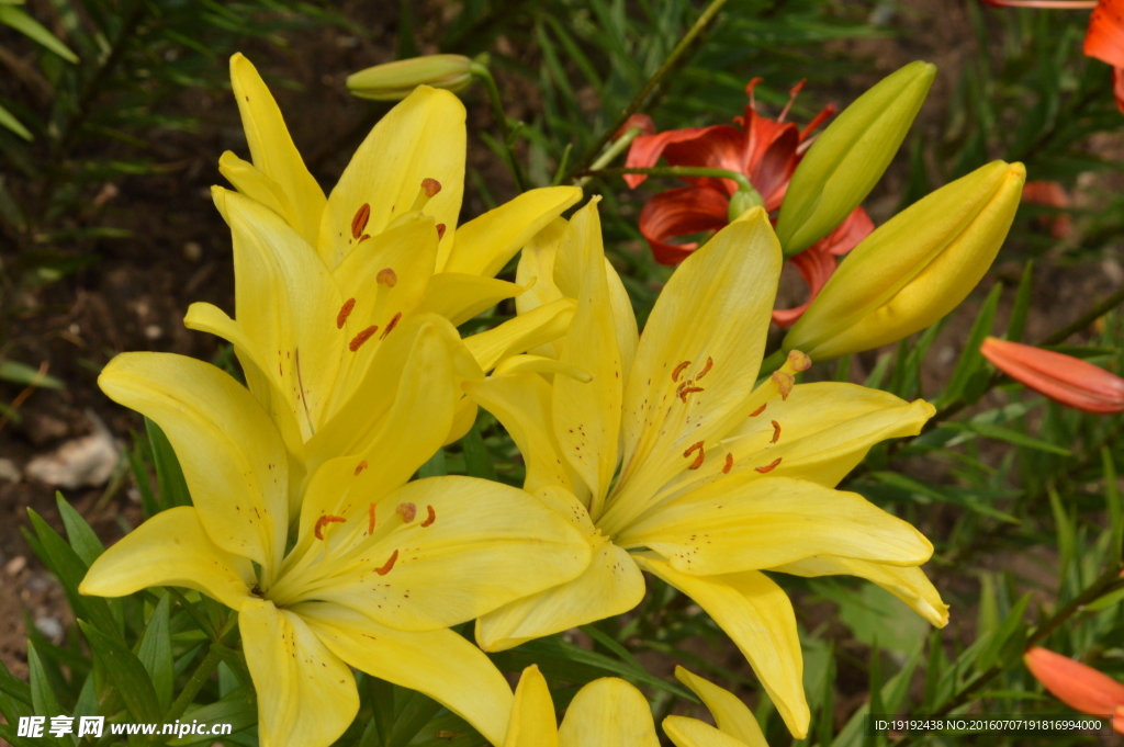 百合花
