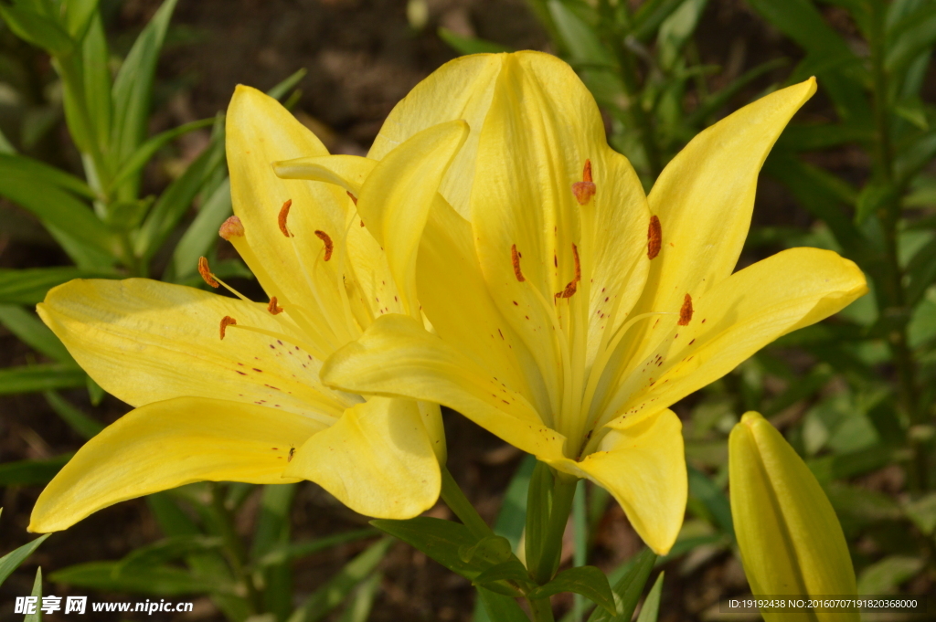 百合花