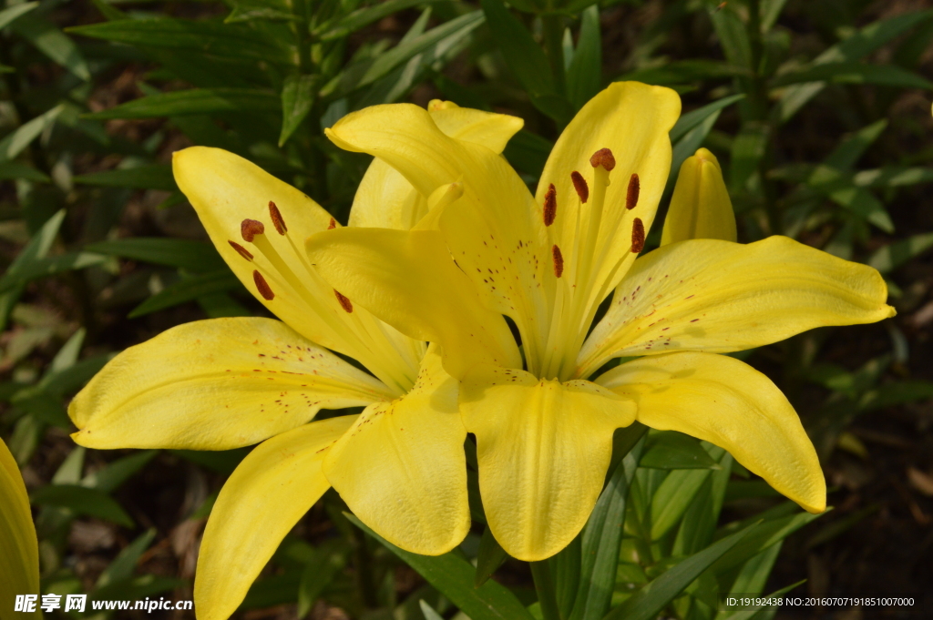 百合花