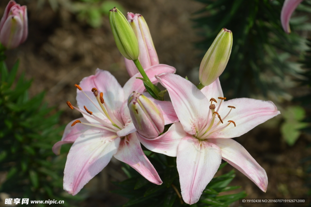 百合花