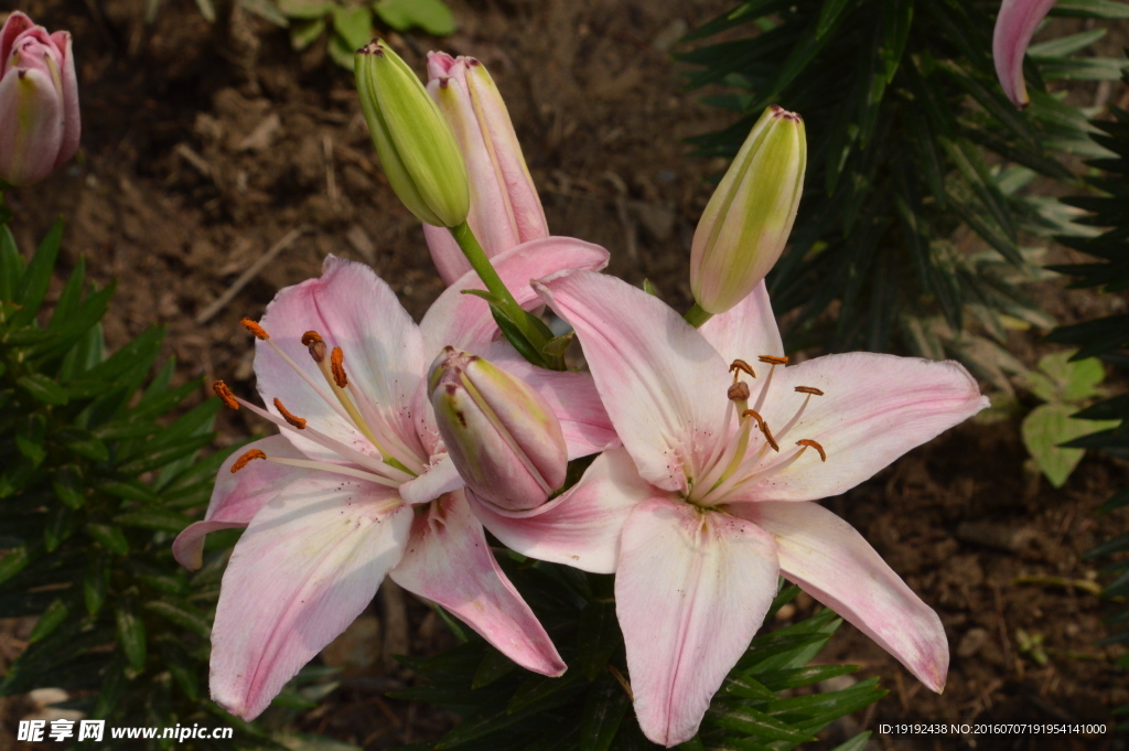 百合花