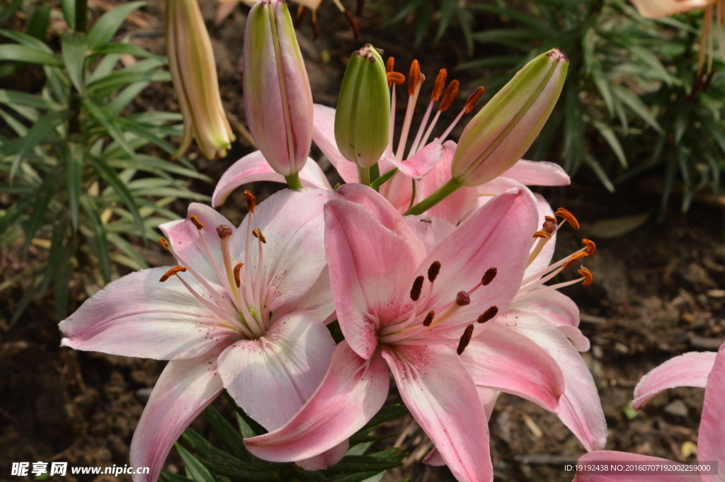 百合花