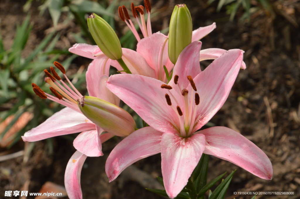 百合花