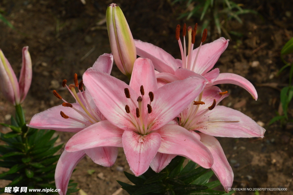 百合花