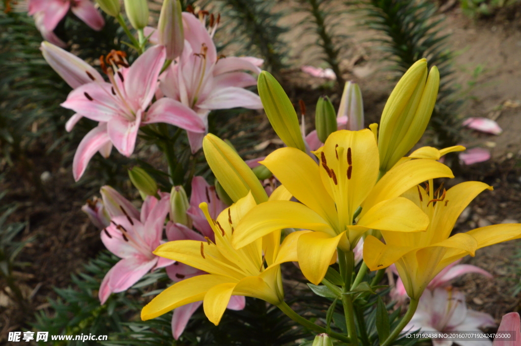 百合花