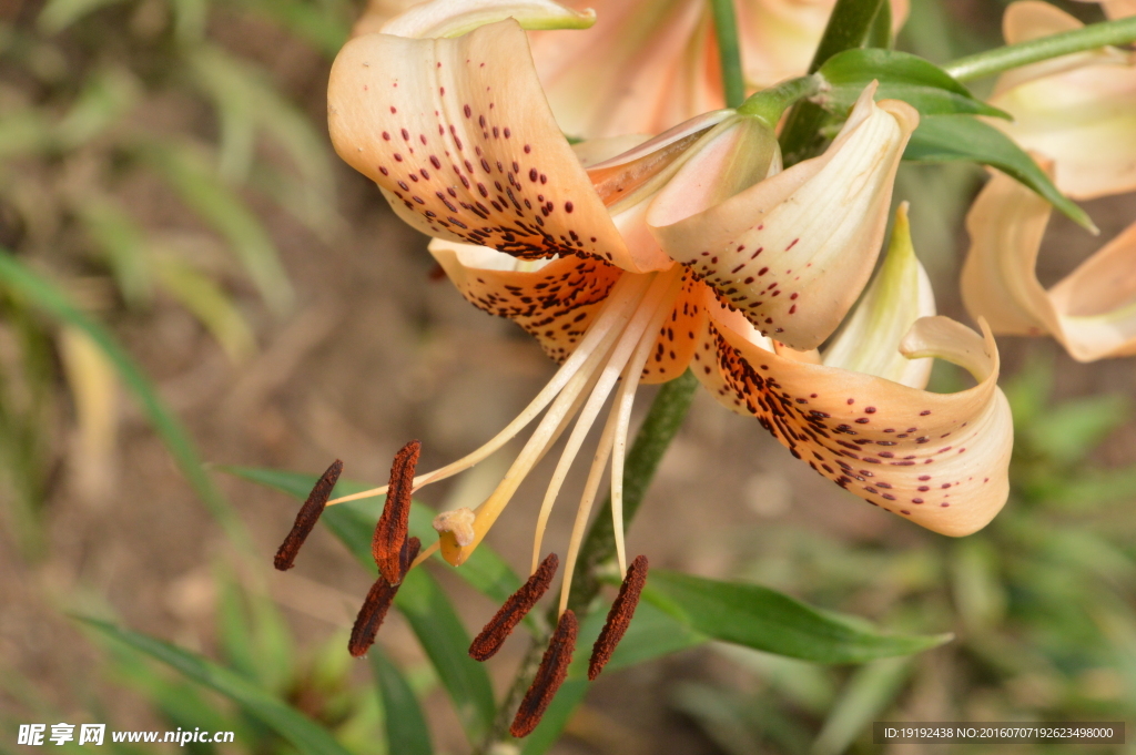 百合花
