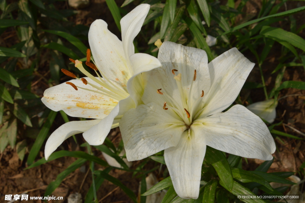 百合花