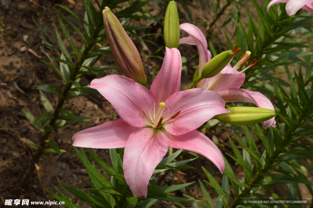 百合花