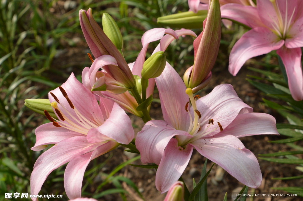 百合花