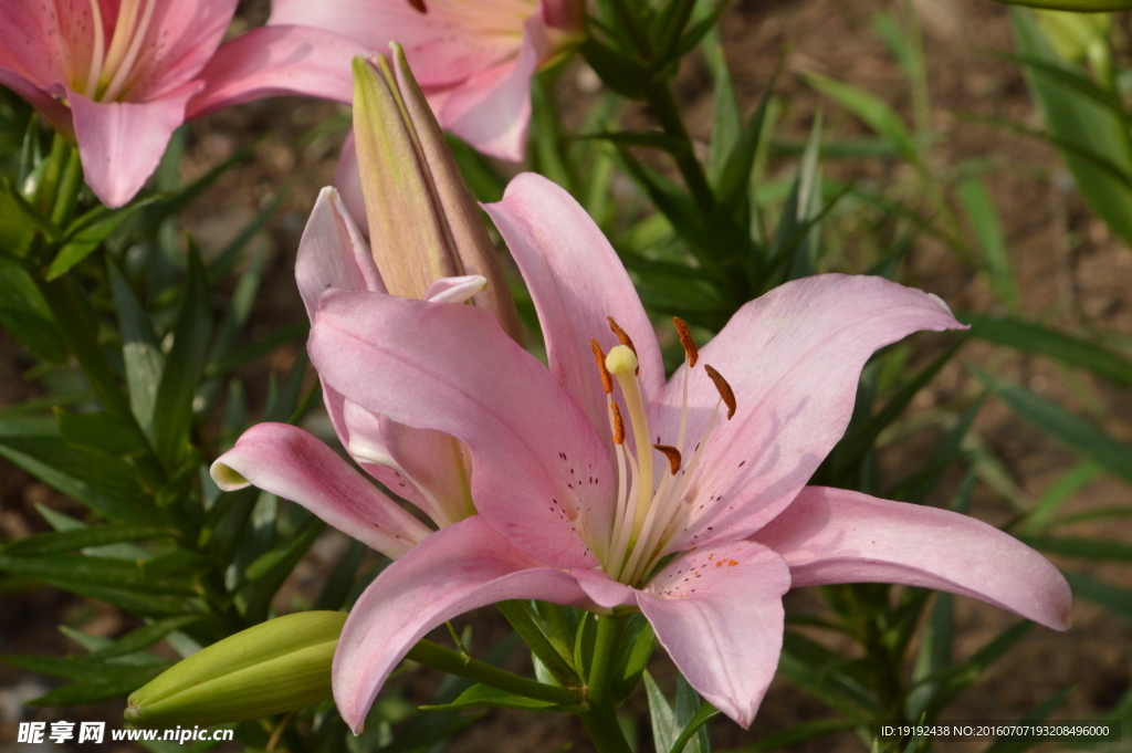 百合花