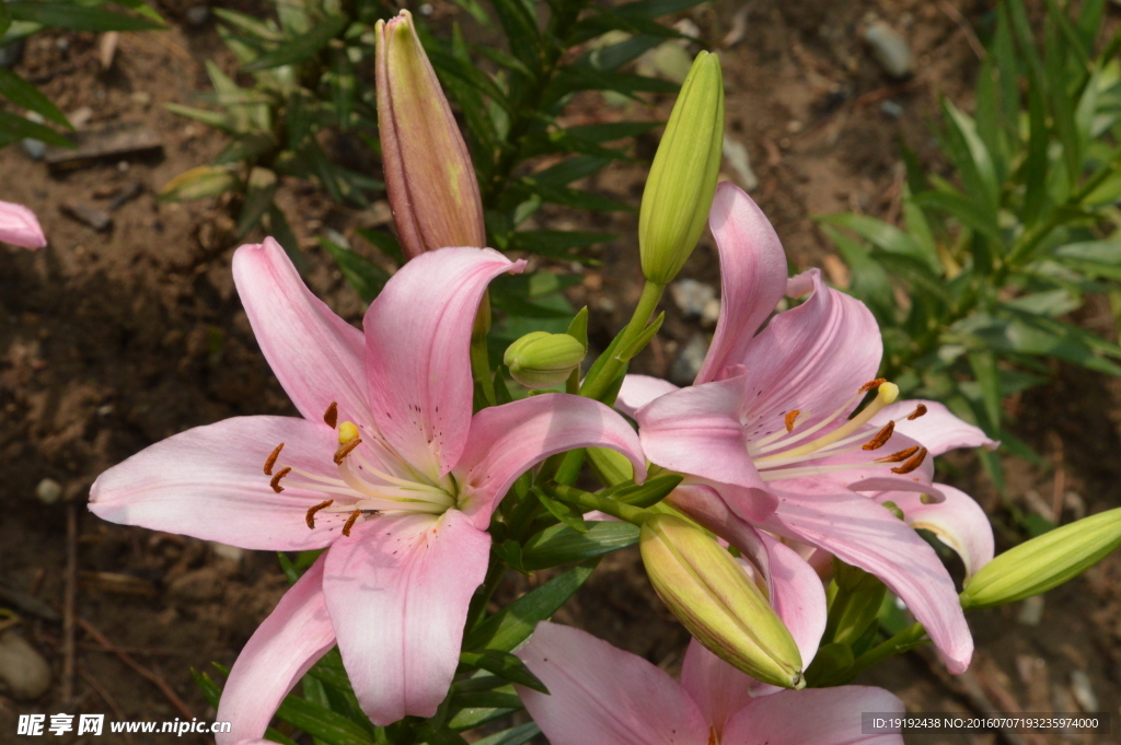 百合花