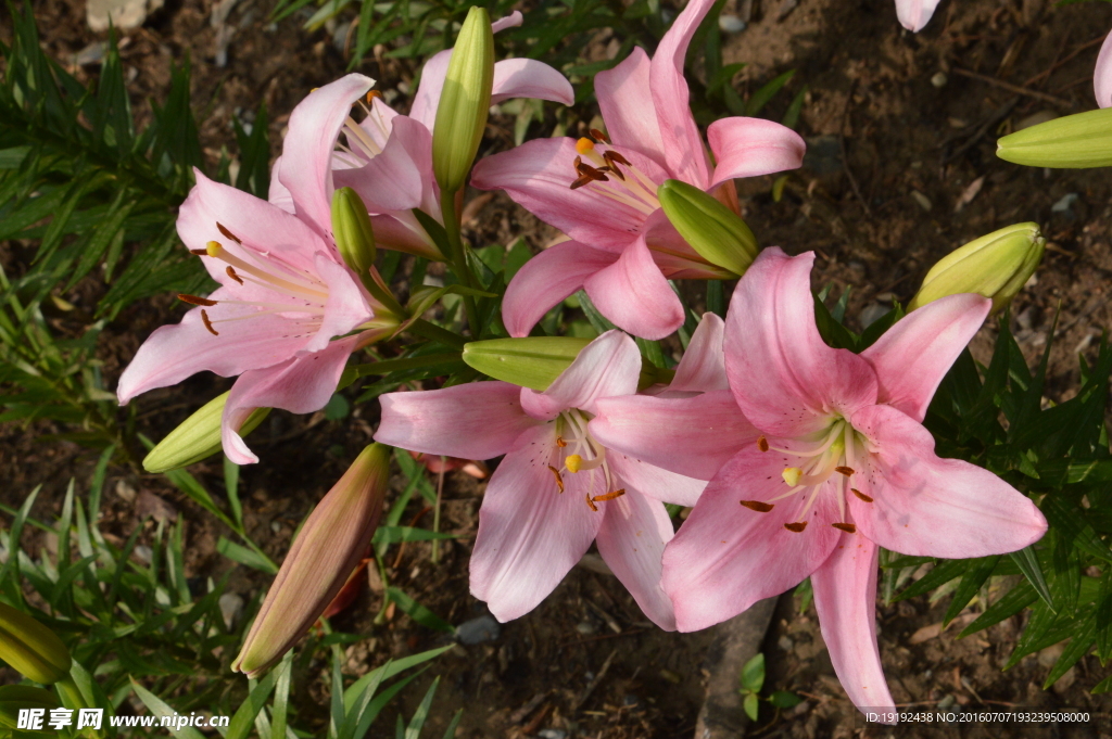 百合花