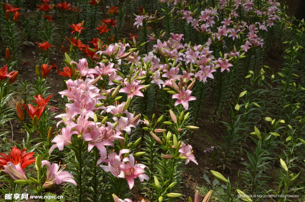 百合花
