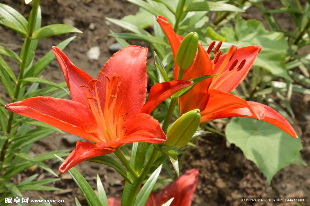 百合花