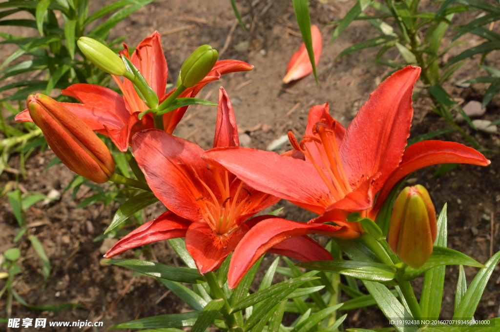 百合花