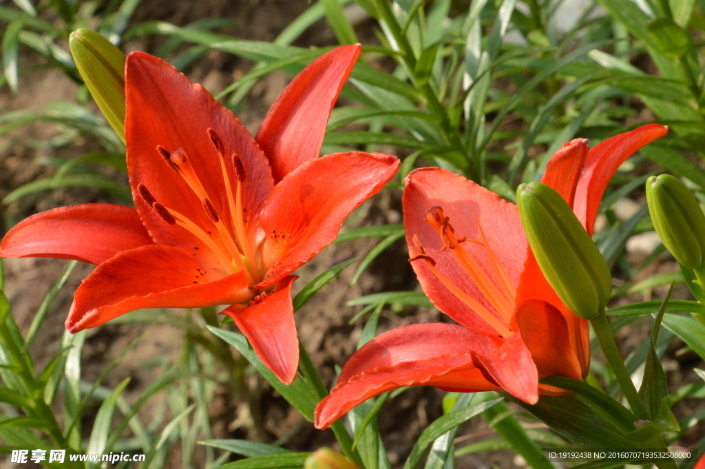 百合花