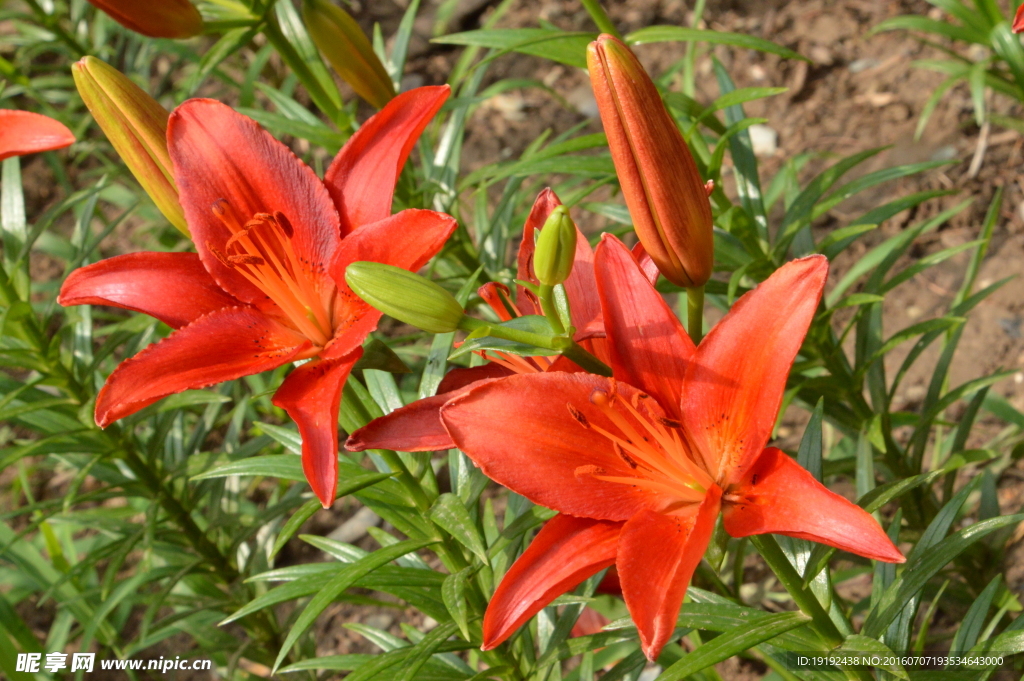 百合花
