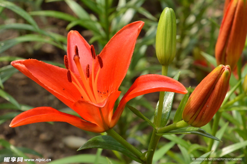 百合花