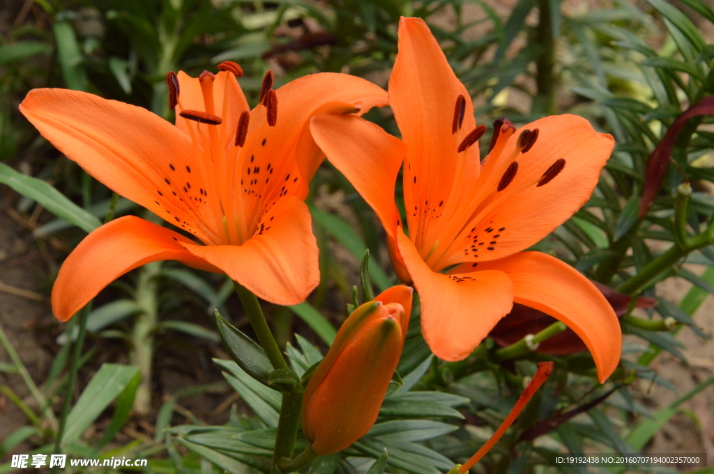百合花