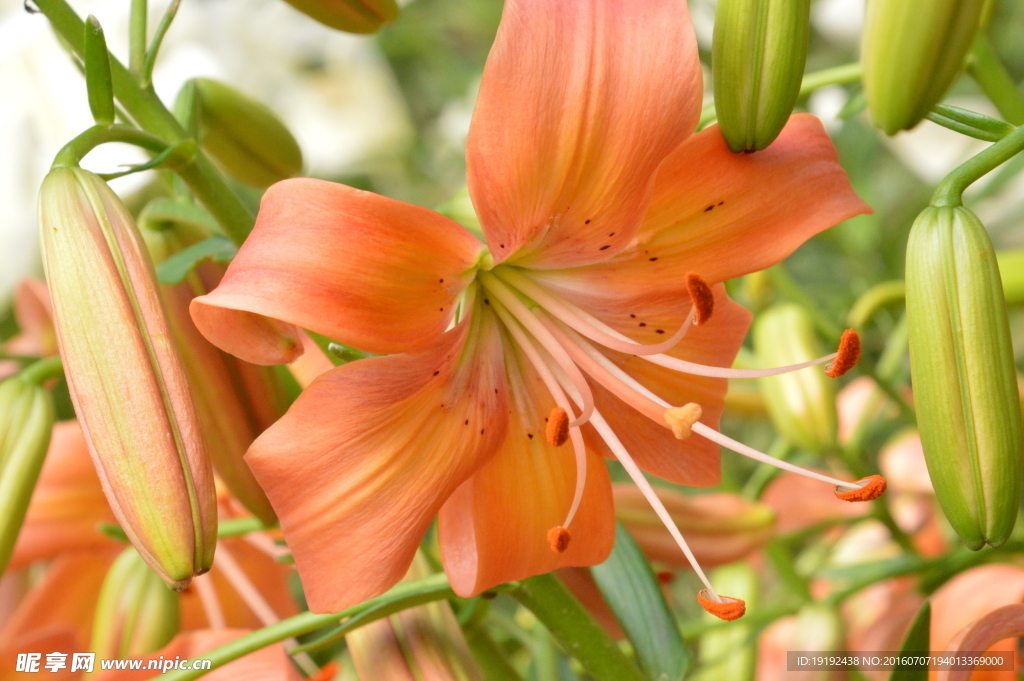 百合花