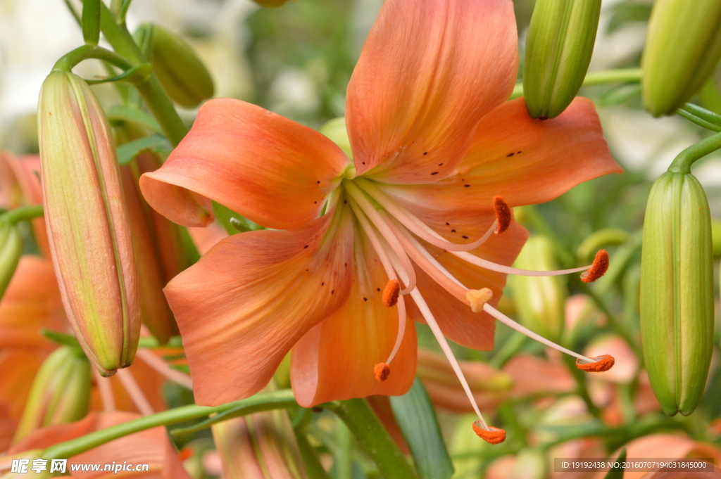 百合花