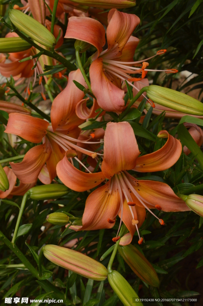 百合花