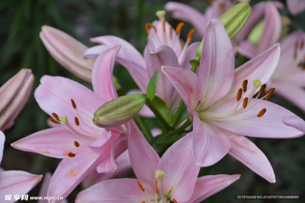 百合花