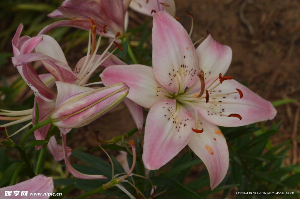 百合花