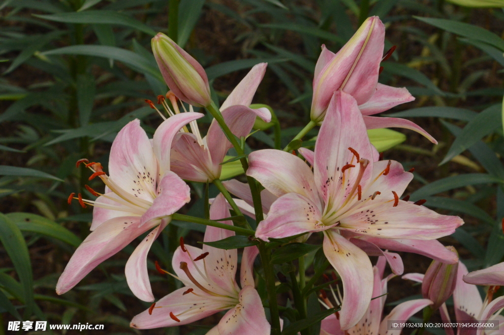 百合花
