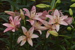 百合花