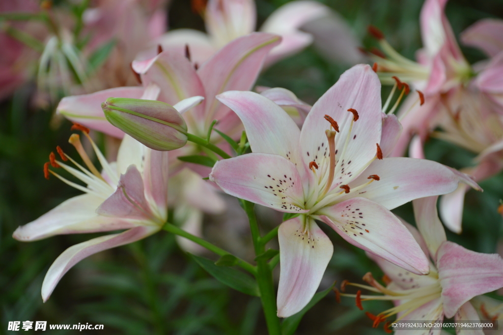 百合花