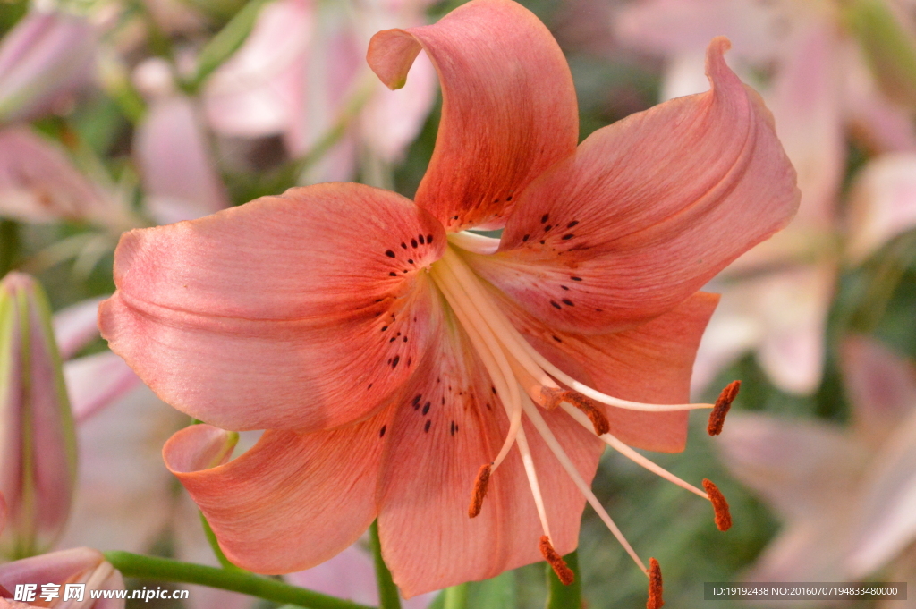 百合花